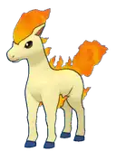 Ponyta