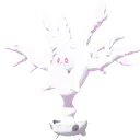 Cursola