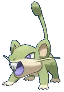 Rattata