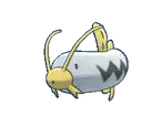 Barboach